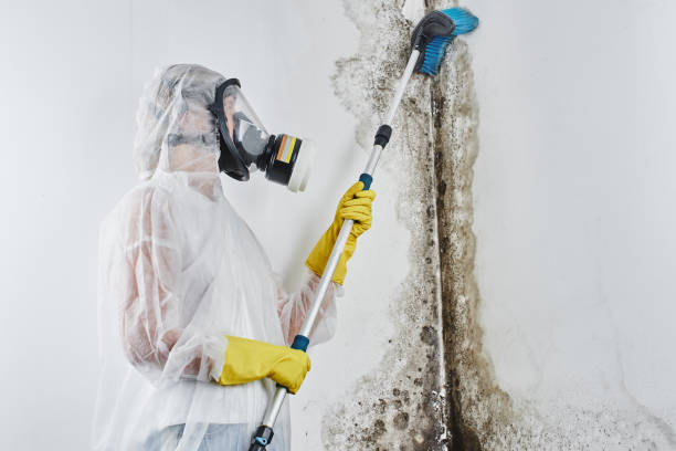 Best Attic Mold Removal  in Ripley, TN