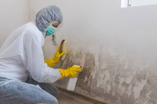 Crawl Space Mold Removal in Ripley, TN